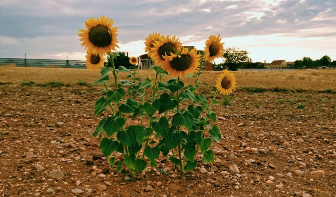 Girasoles pueblo